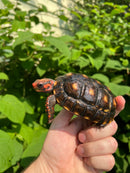 Brazilian Cherryhead Tortoise 2021
