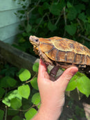Homes Hinge-back Tortoise Adult Female