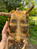 Homes Hinge-back Tortoise Adult Pair