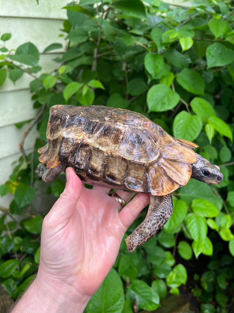 Homes Hinge-back Tortoise Adult Female