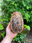 Homes Hinge-back Tortoise Adult Female