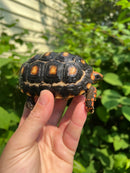 Brazilian Cherryhead Tortoise 2021