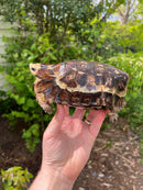 Homes Hinge-back Tortoise Adult Pair