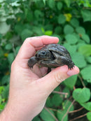 Aldabra Tortoise USA CB 2023