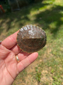 Branderhorst’s Sideneck Turtle Babies (Elseya Branderhorstii)