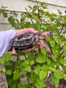 Homes Hinge-back Tortoise Adult Pair