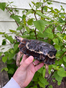 Homes Hinge-back Tortoise Adult Pair