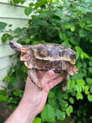 Homes Hinge-back Tortoise Adult Female
