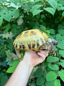 Russian Tortoise XXL Female