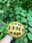 Russian Tortoise XXL Female
