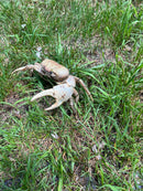 Barbados Giant Land Crab (Cardisoma guanhumi)