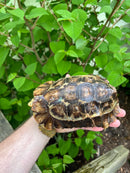 Homes Hinge-back Tortoise Adult Pair