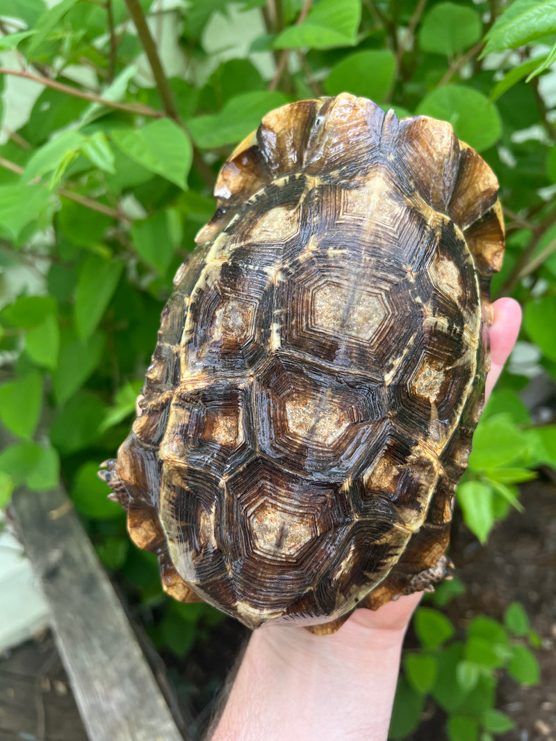 Home's Hinge-back Tortoise For Sale | American Reptile Distributors