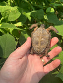 Aldabra Tortoise USA CB 2023