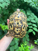 Libyan Greek Tortoise Adult Female