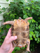 Homes Hinge-back Tortoise Adult Female