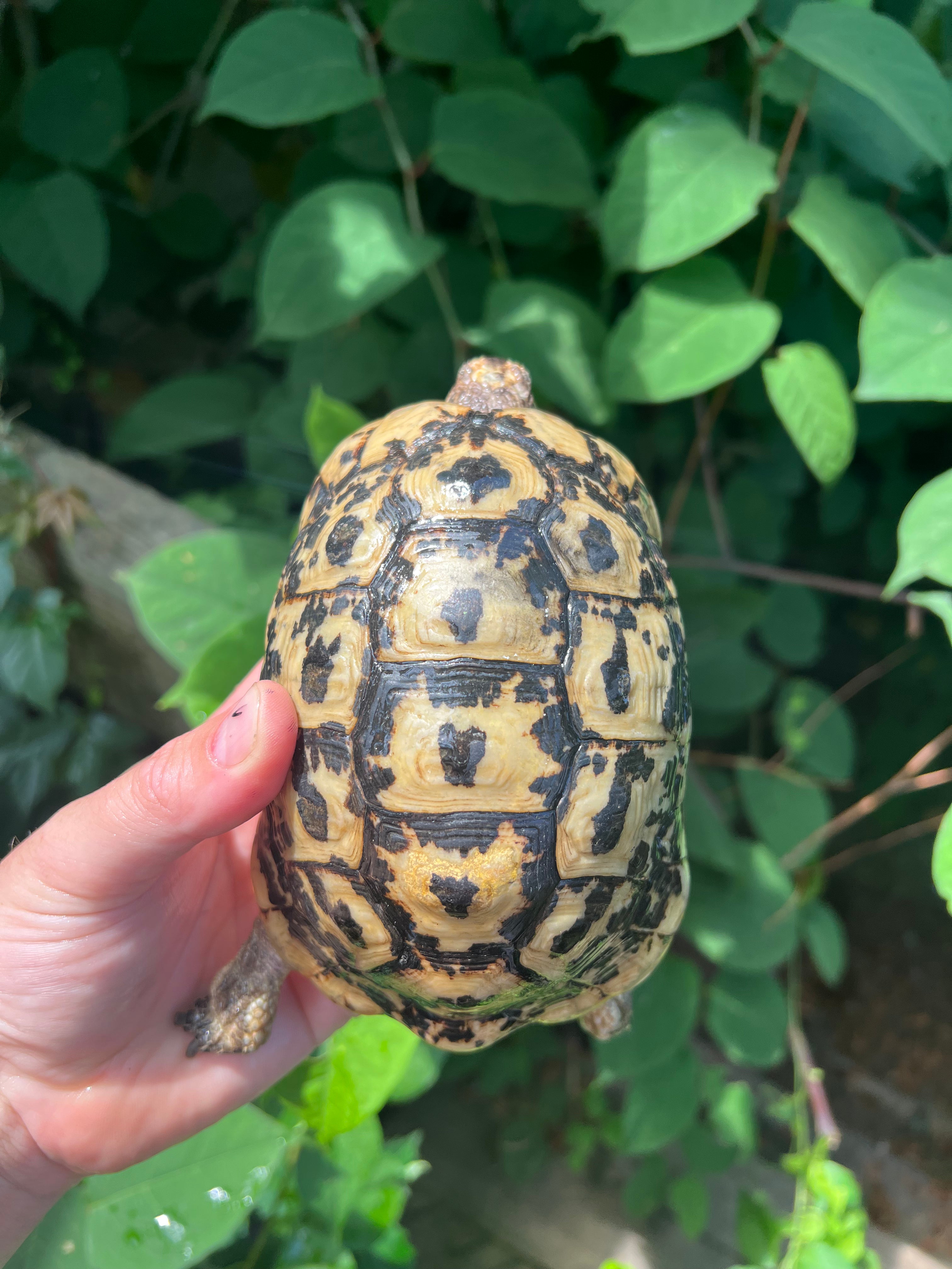 Libyan Greek Tortoise For Sale | American Reptile Distributors