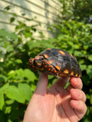 Brazilian Cherryhead Tortoise 2021