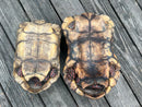 Suriname Red Foot Tortoise Adult Pair 3 (Chelonoidis carbonaria)