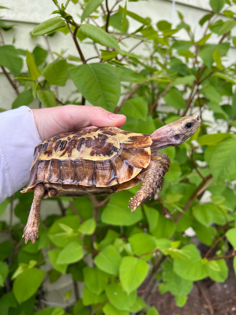 Homes Hinge-back Tortoise Adult Pair 6 (Kinixys homeana)