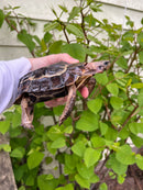 Homes Hinge-back Tortoise Adult Pair