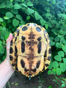 Red Eared Slider Turtle Adults (Trachemys elegans)