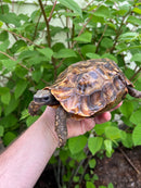 Homes Hinge-back Tortoise Adult Pair