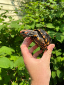 Brazilian Cherryhead Tortoise 2021