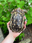 Homes Hinge-back Tortoise Adult Pair