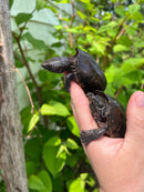 Stripe-necked Musk Turtle Adult Pair