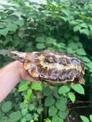 Homes Hinge-back Tortoise Adult Female