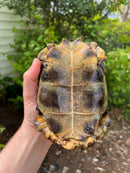 Homes Hinge-back Tortoise Adult Pair