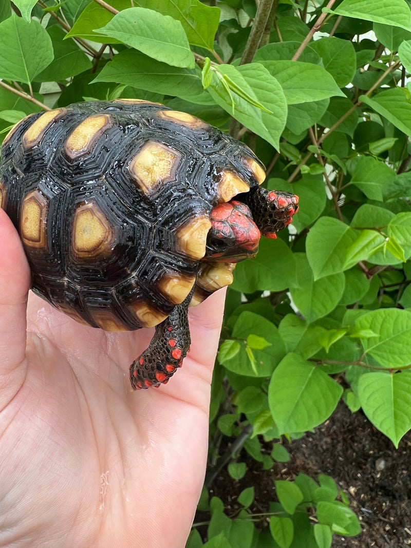 Brazilian Cherryhead Tortoise 2021