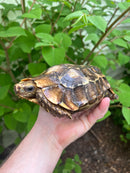 Homes Hinge-back Tortoise Adult Pair