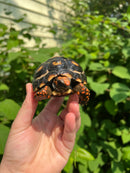Brazilian Cherryhead Tortoise 2021