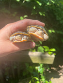 Pastel Florida Chicken Turtle Yearling Pair (Deirochelys reticularia chrysea)