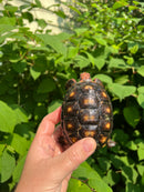 Brazilian Cherryhead Tortoise 2021