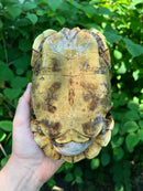 Homes Hinge-back Tortoise Adult Female