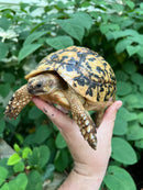 Libyan Greek Tortoise Adult Female