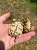 Leopard Tortoise Babies (Stigmochelys p. babcocki)