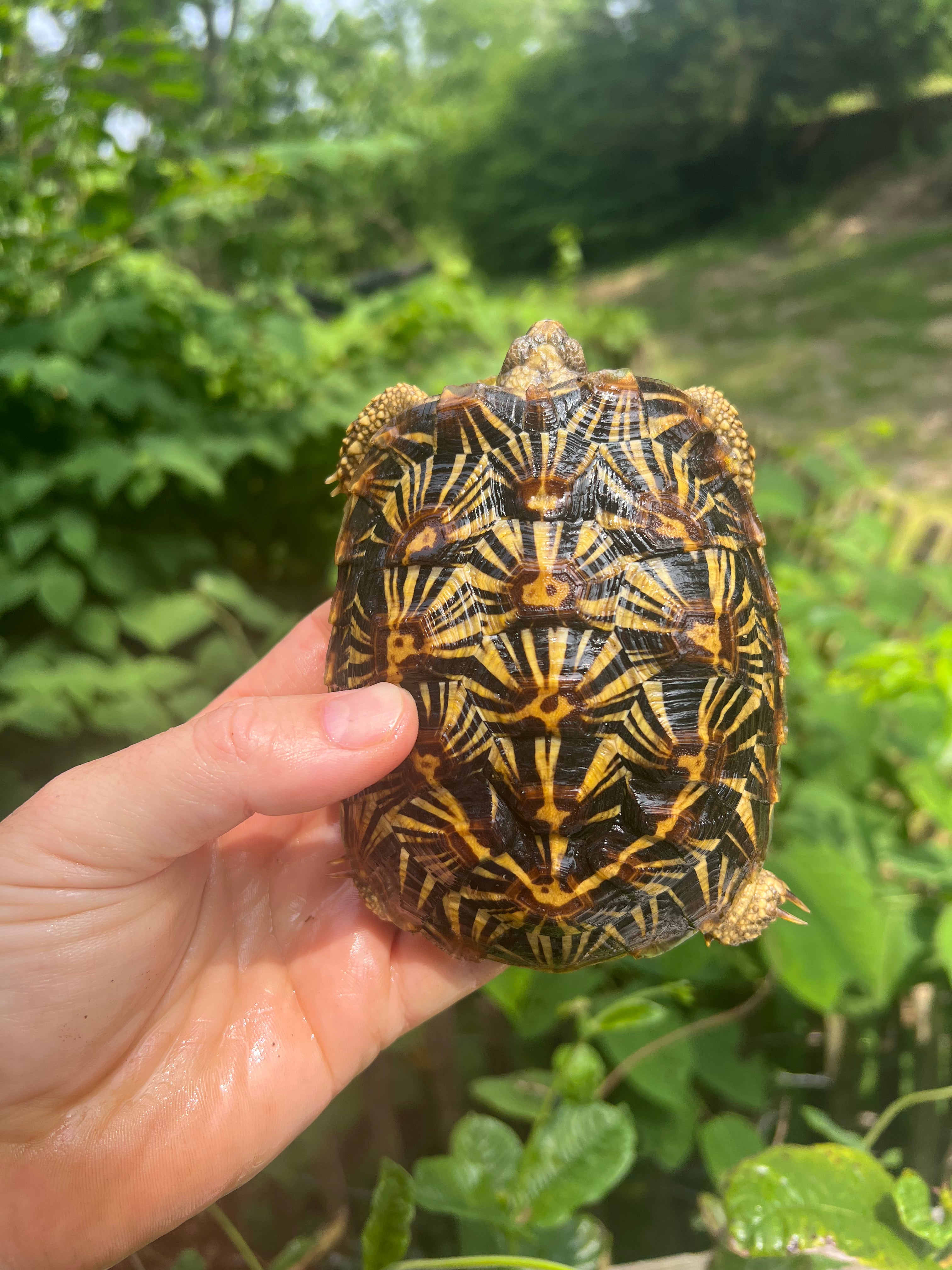 Pancake Tortoise Adult Female (Malacochersus tornieri)