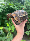 Homes Hinge-back Tortoise Adult Female