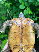 Homes Hinge-back Tortoise Adult Female
