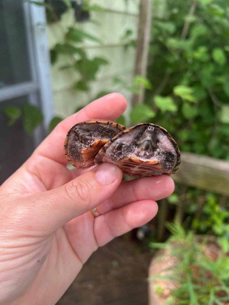 Stripe-necked Musk Turtle Adult Pair