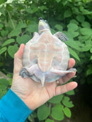 Fly River Turtle Baby