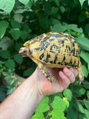Libyan Greek Tortoise Adult Female