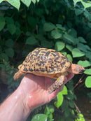 Libyan Greek Tortoise Adult Male