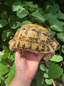 Libyan Greek Tortoise Adult Female