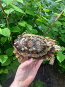 Homes Hinge-back Tortoise Adult Pair