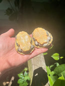 Pastel Florida Chicken Turtle Yearling Pair (Deirochelys reticularia chrysea)
